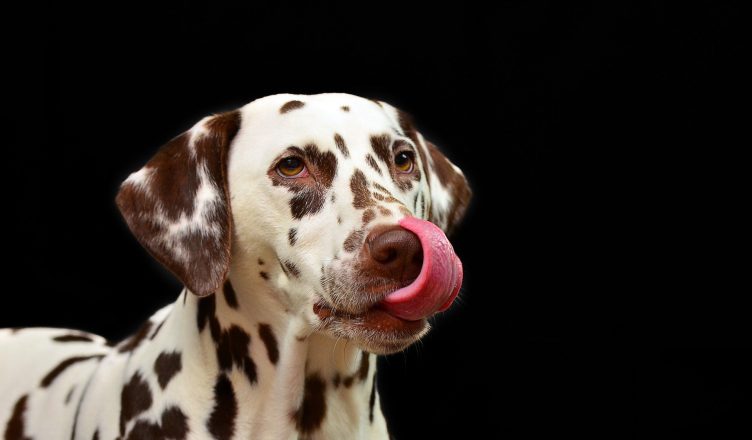 pet