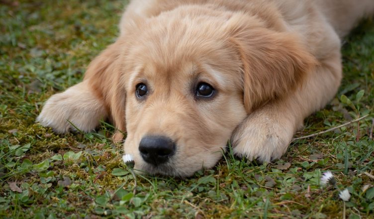 Ele tem energia de Golden Retriever!