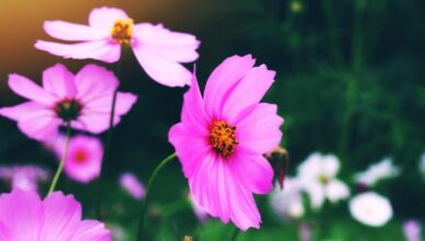 Homenageie momentos de despedida com flores e lembranças especiais. As coroas de flores simbolizam respeito, carinho e memória eterna.