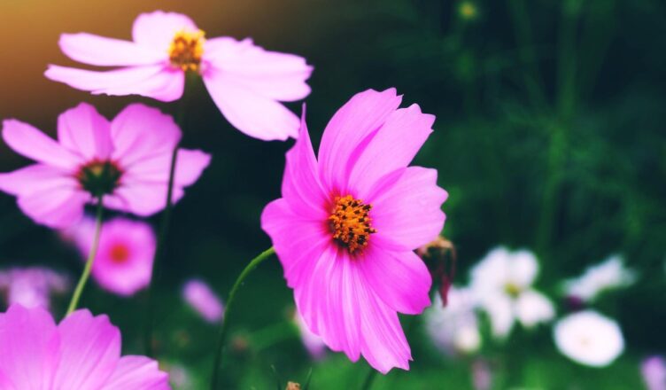 Homenageie momentos de despedida com flores e lembranças especiais. As coroas de flores simbolizam respeito, carinho e memória eterna.